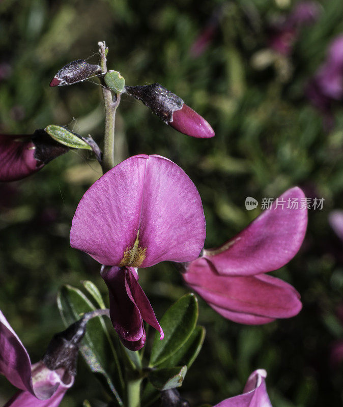 Pickeringia montana，俗称荠菜。它是加州特有的，在加州索诺玛县的玛雅卡玛斯山保护区被发现。